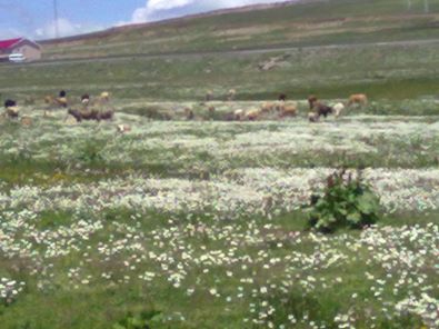 Ardahan Sulakyurt Köyü Resimleri 12