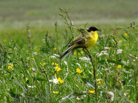 Ardahan Sulakyurt Köyü Resimleri 14