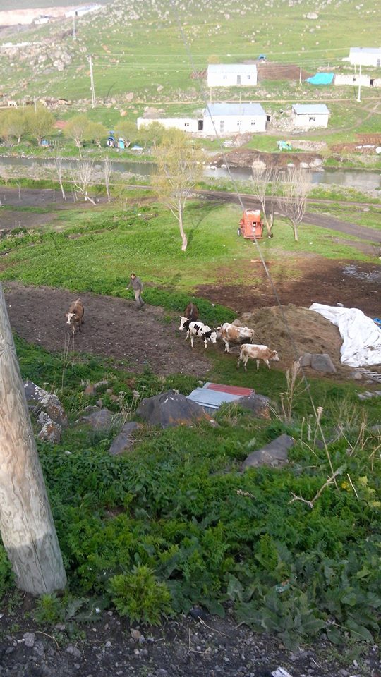 Ardahan Taşlıdere Köyü Resimleri 5