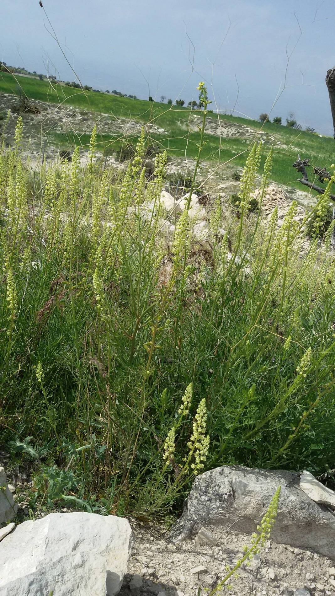 Mut Kürkçü  Köyü Resimleri 4