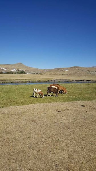 Ardahan Tazeköy Köyü Resimleri 4