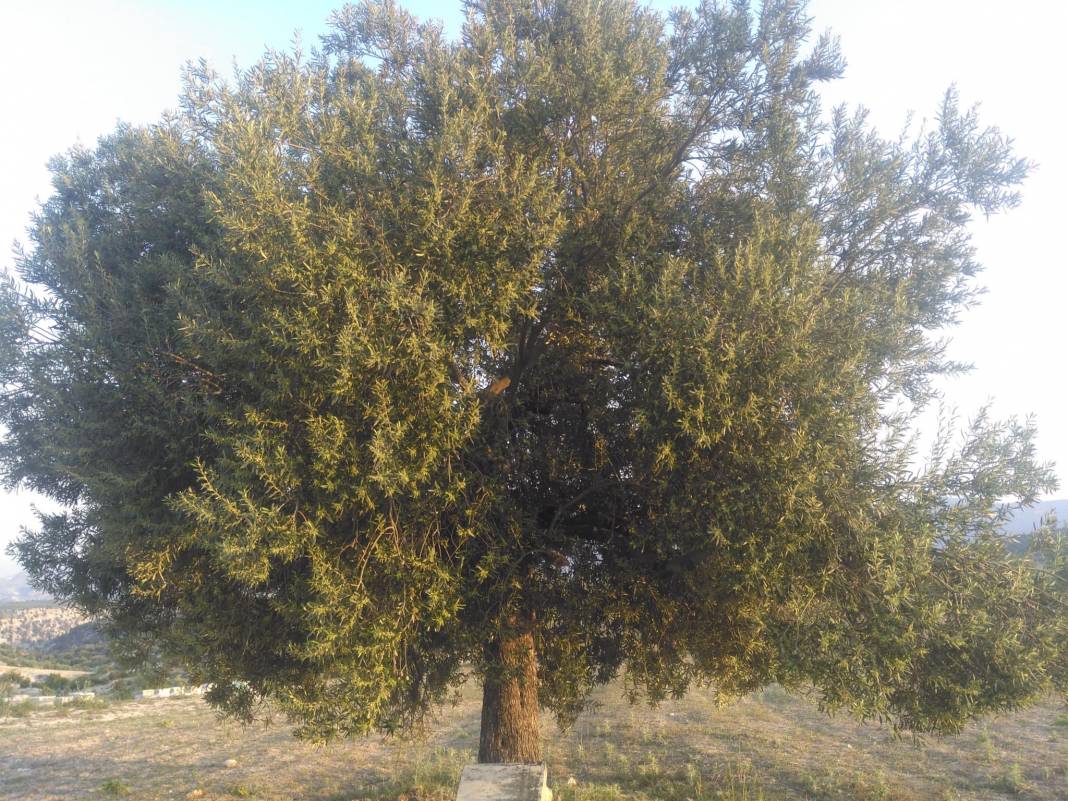 Mut Sakız Köyü Resimleri 13