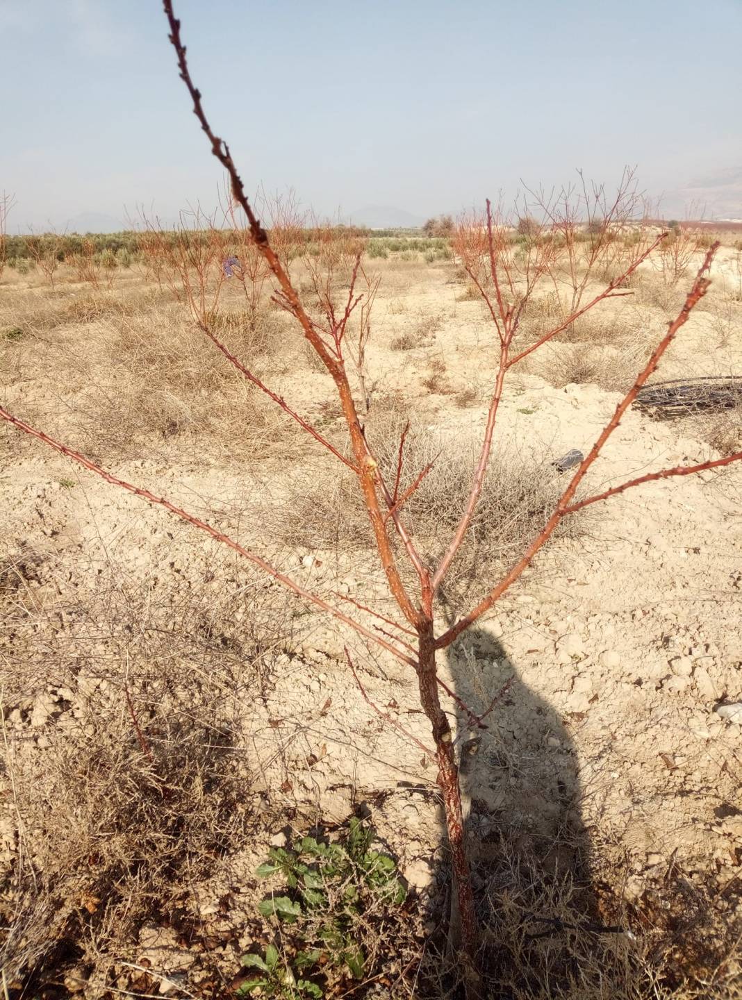Mut Sakız Köyü Resimleri 14