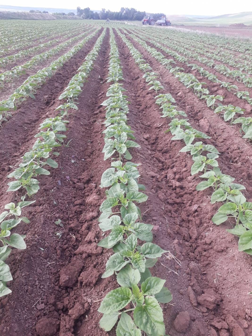 Yozgat Topaç Köyü Resimleri 11