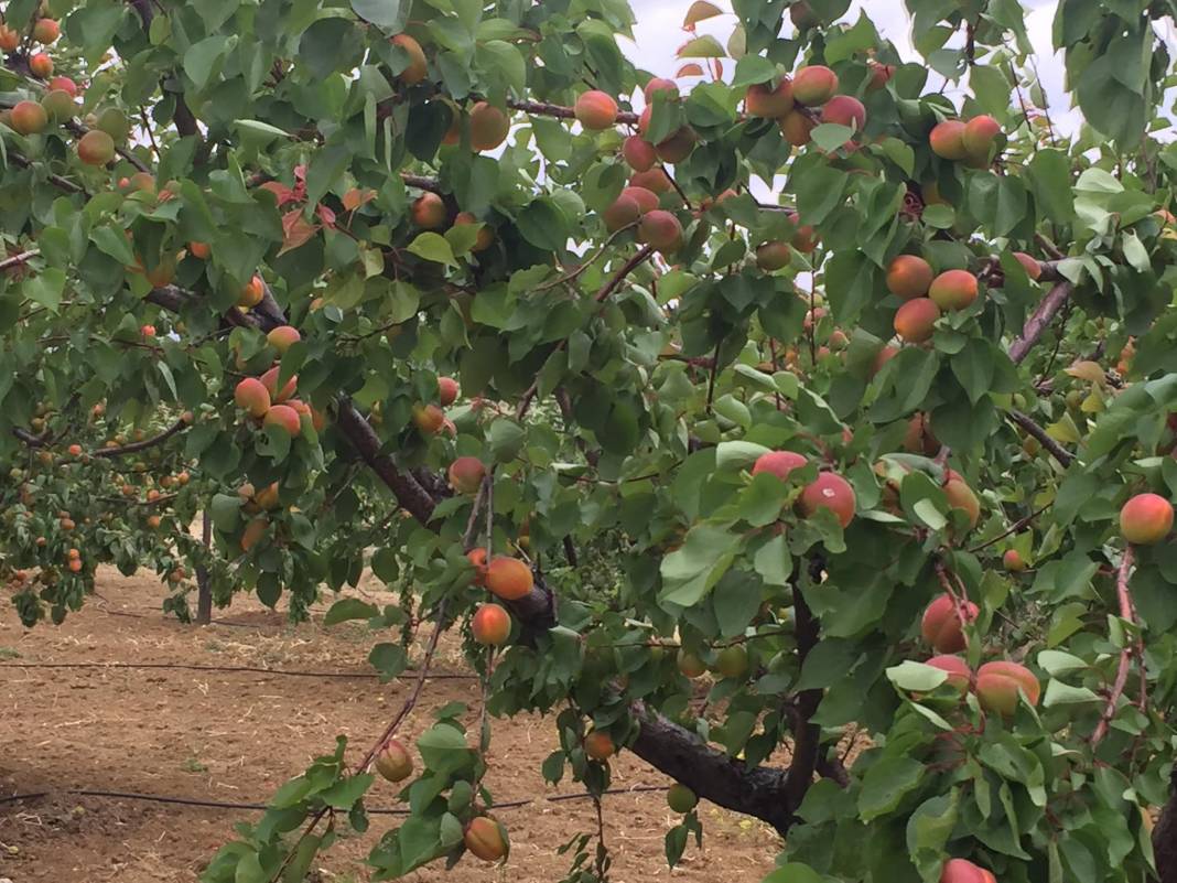 Mut Sarıveliler Köyü Resimleri 13