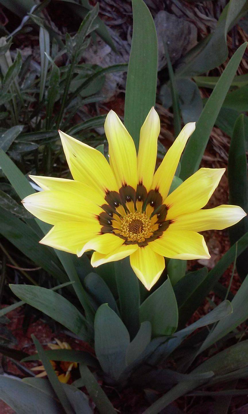 Mut Sarıveliler Köyü Resimleri 3