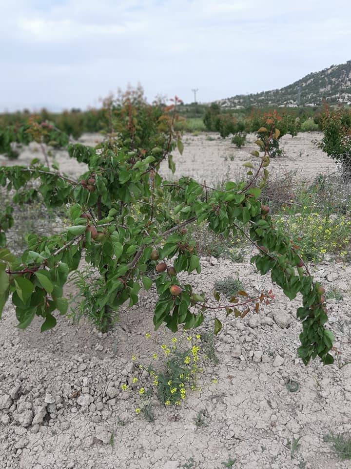 Mut Sarıveliler Köyü Resimleri 8