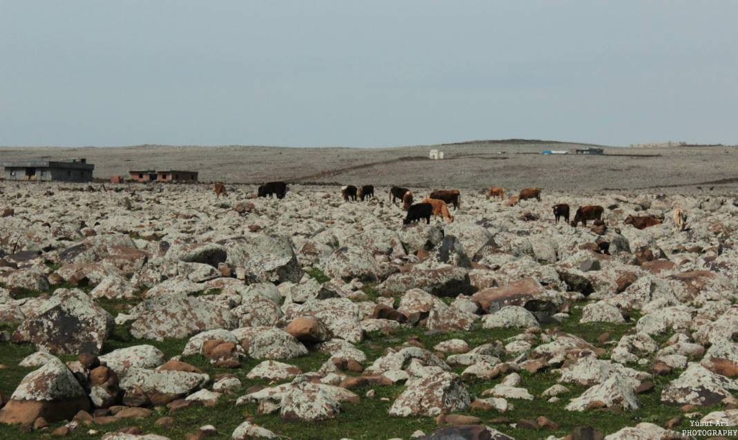 İdil Akdağ Köyü Resimleri 6