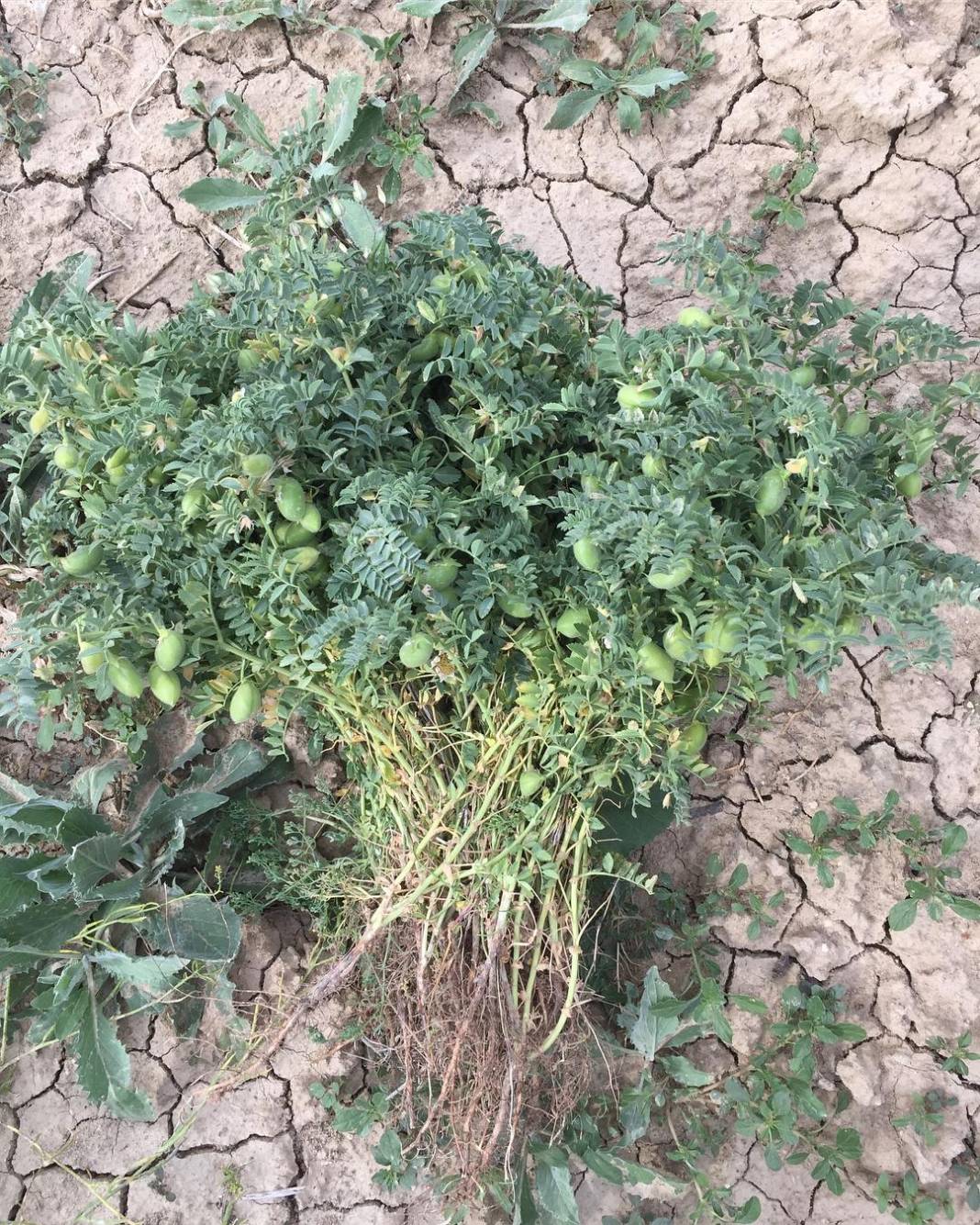 Mut Tekeli  Köyü Resimleri 10