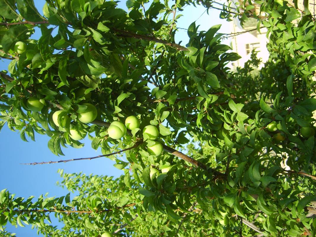 Mut Tekeli  Köyü Resimleri 5