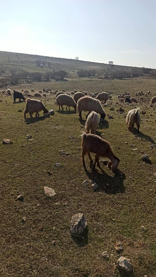 İdil Bereketli Köyü Resimleri 3