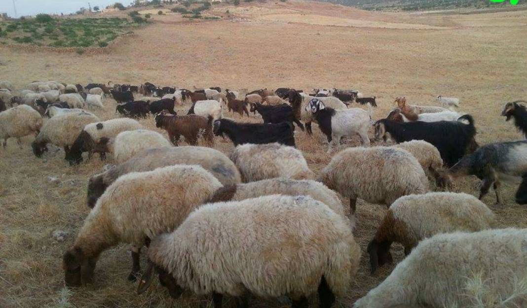 İdil Bozburun Köyü Resimleri 5