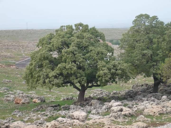 İdil Bozburun Köyü Resimleri 7