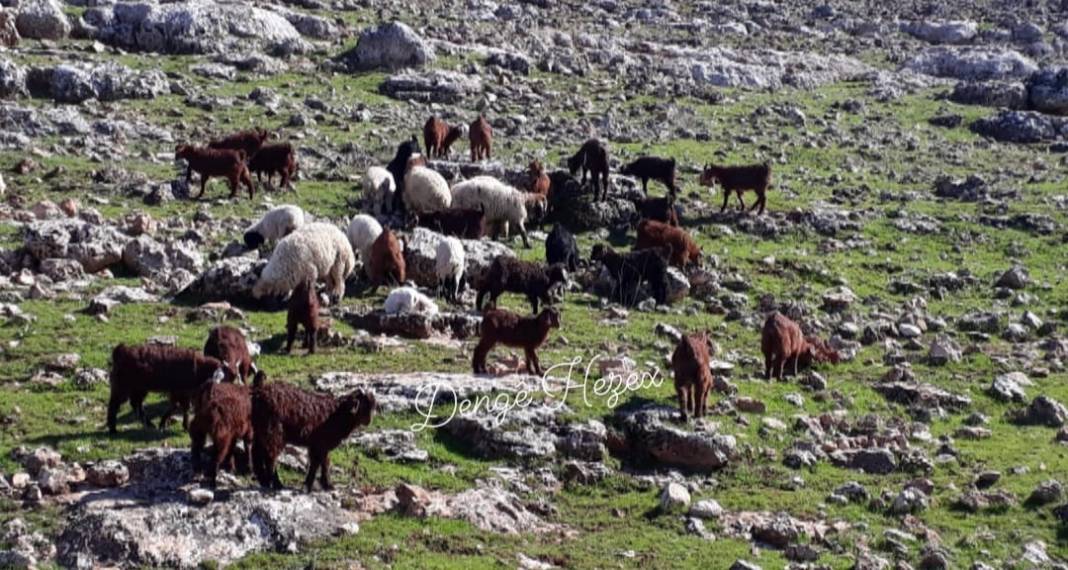 İdil Çınarlı Köyü Resimleri 5