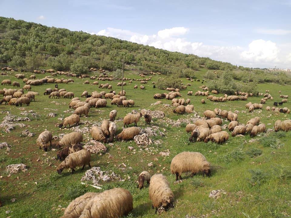 İdil Haberli Köyü Resimleri 2