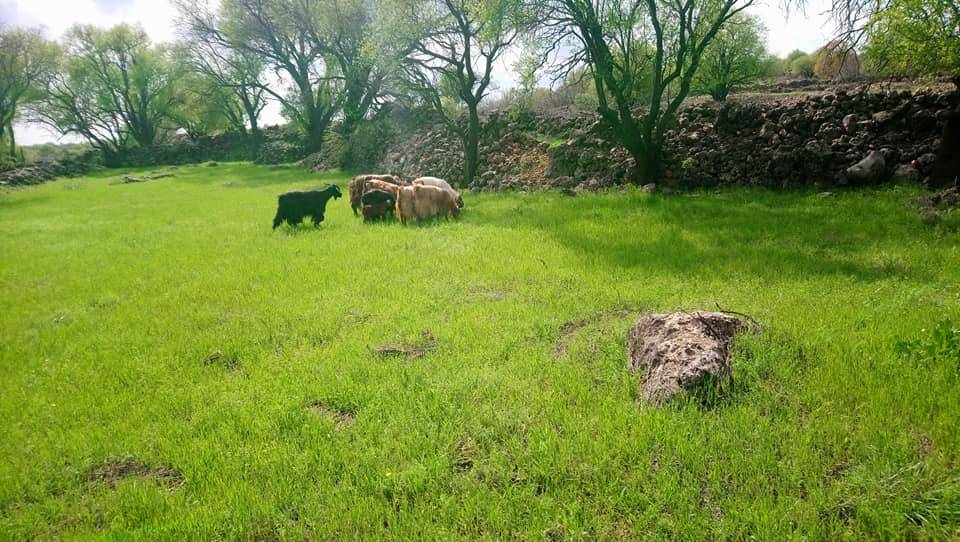 İdil Haberli Köyü Resimleri 4