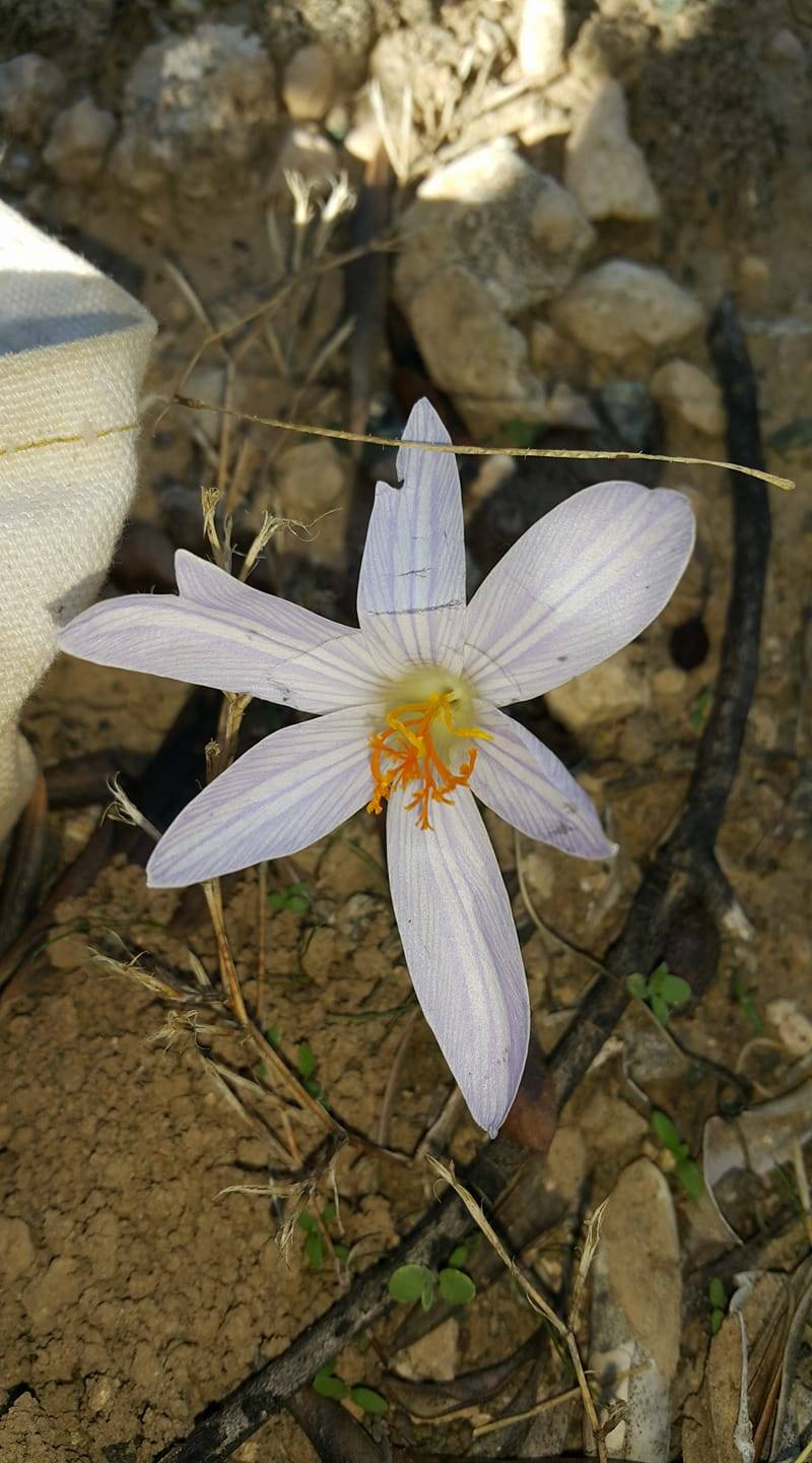 Mut Yıldızköy Köyü Resimleri 11