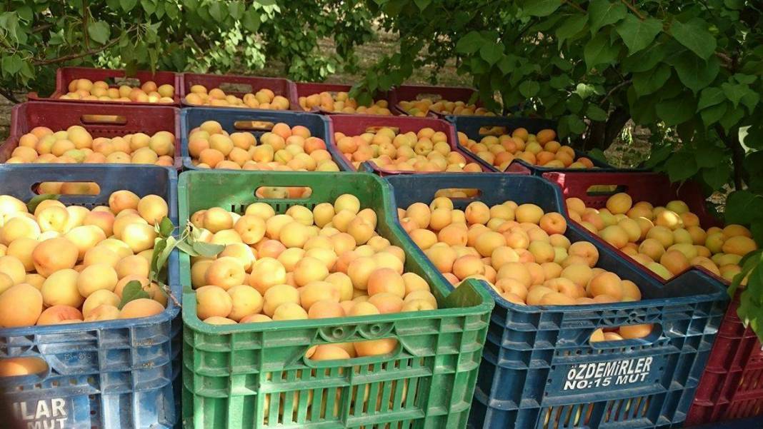 Mut Zeytinçukuru  Köyü Resimleri 7