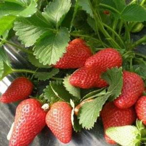 Silifke Atakent Köyü Resimleri 1