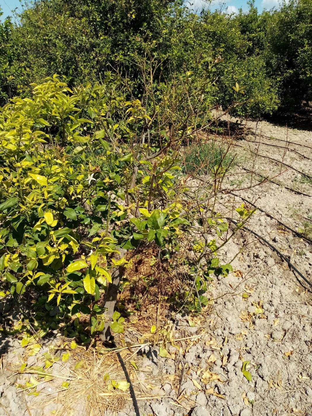 Silifke Bahçe Köyü Resimleri 10