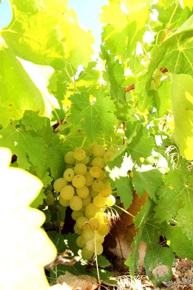 Silifke Bahçe Köyü Resimleri 8