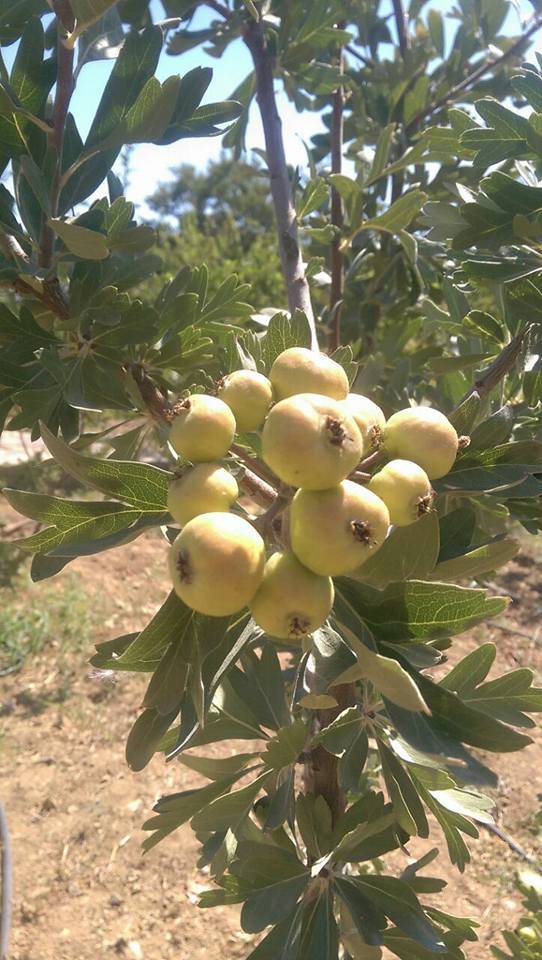 Silifke Bayındır Köyü Resimleri 6