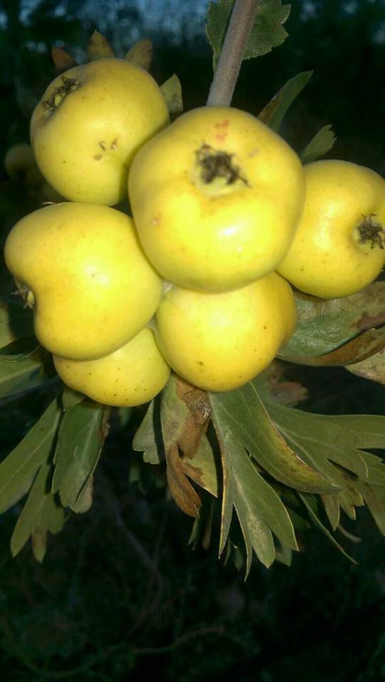 Silifke Bayındır Köyü Resimleri 7