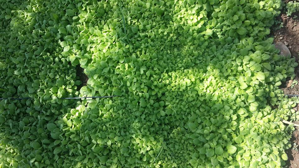 Akhisar Çanakçı  Köyü Resimleri 10