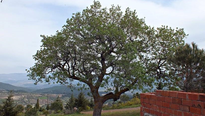 Akhisar Çanakçı  Köyü Resimleri 14