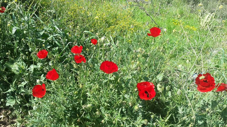 Akhisar Çanakçı  Köyü Resimleri 20