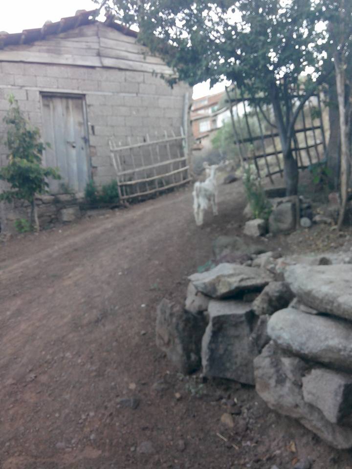 Akhisar Çanakçı  Köyü Resimleri 8