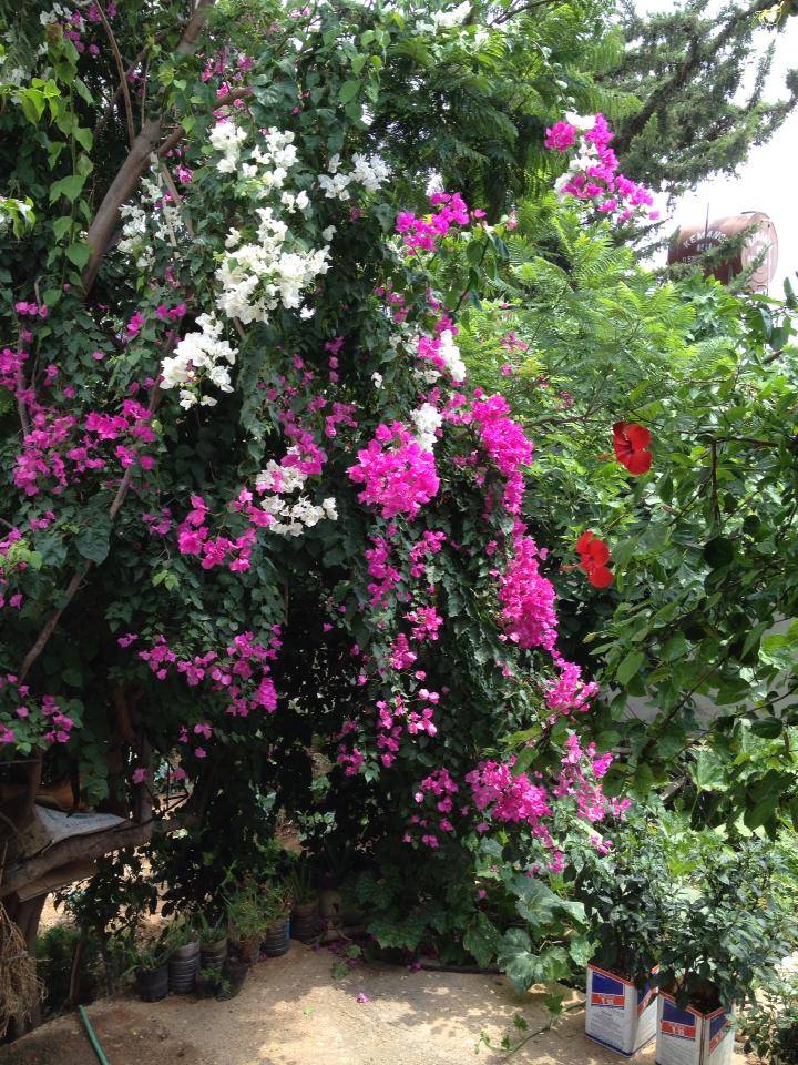 Silifke Burunucu Köyü Resimleri 1