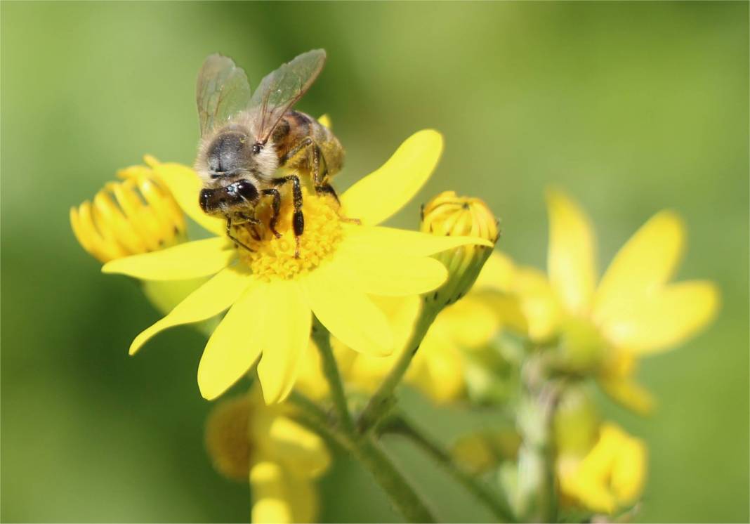 Silifke Demircili Köyü Resimleri 2
