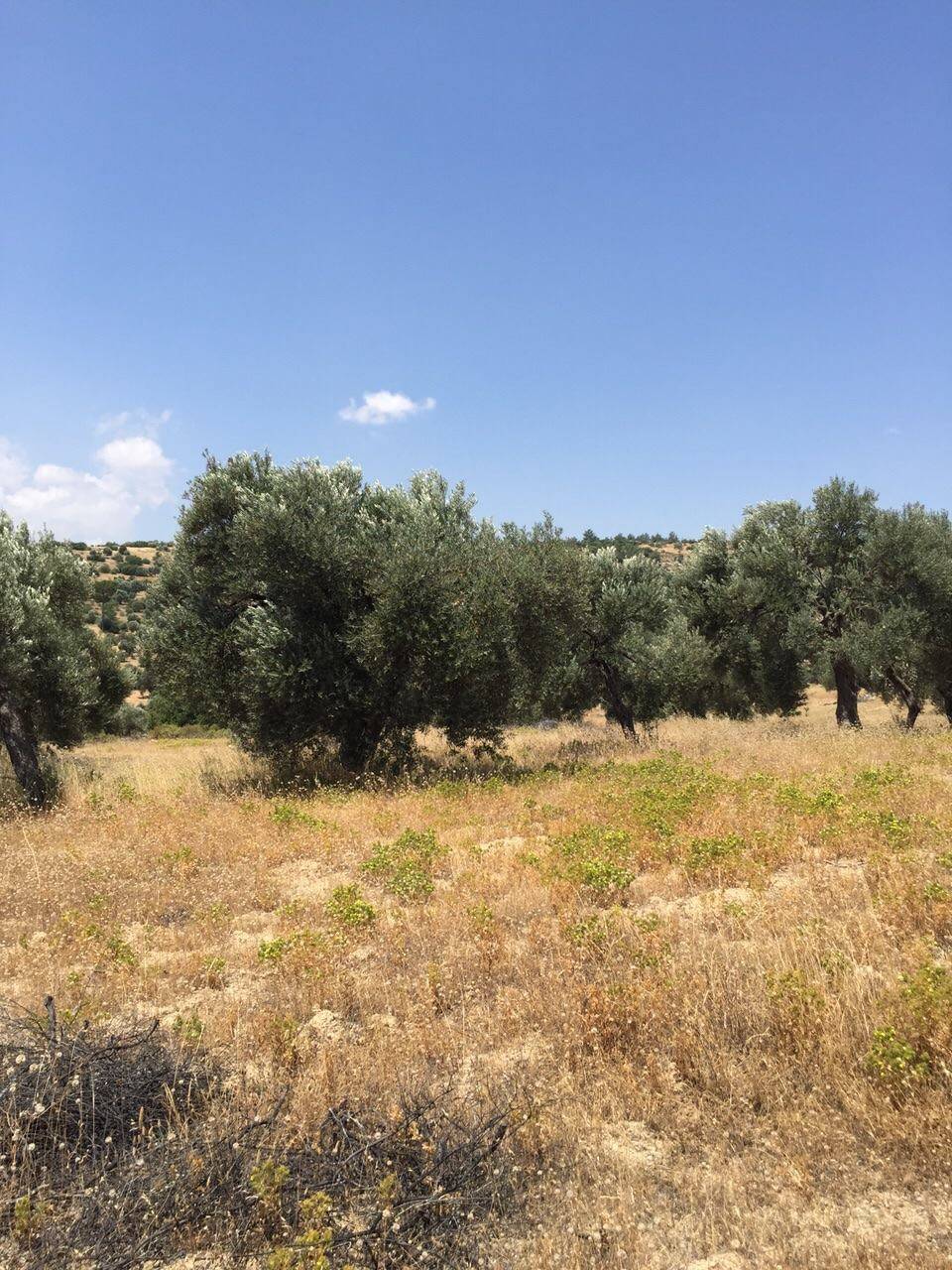 Silifke Gazi Köyü Resimleri 2