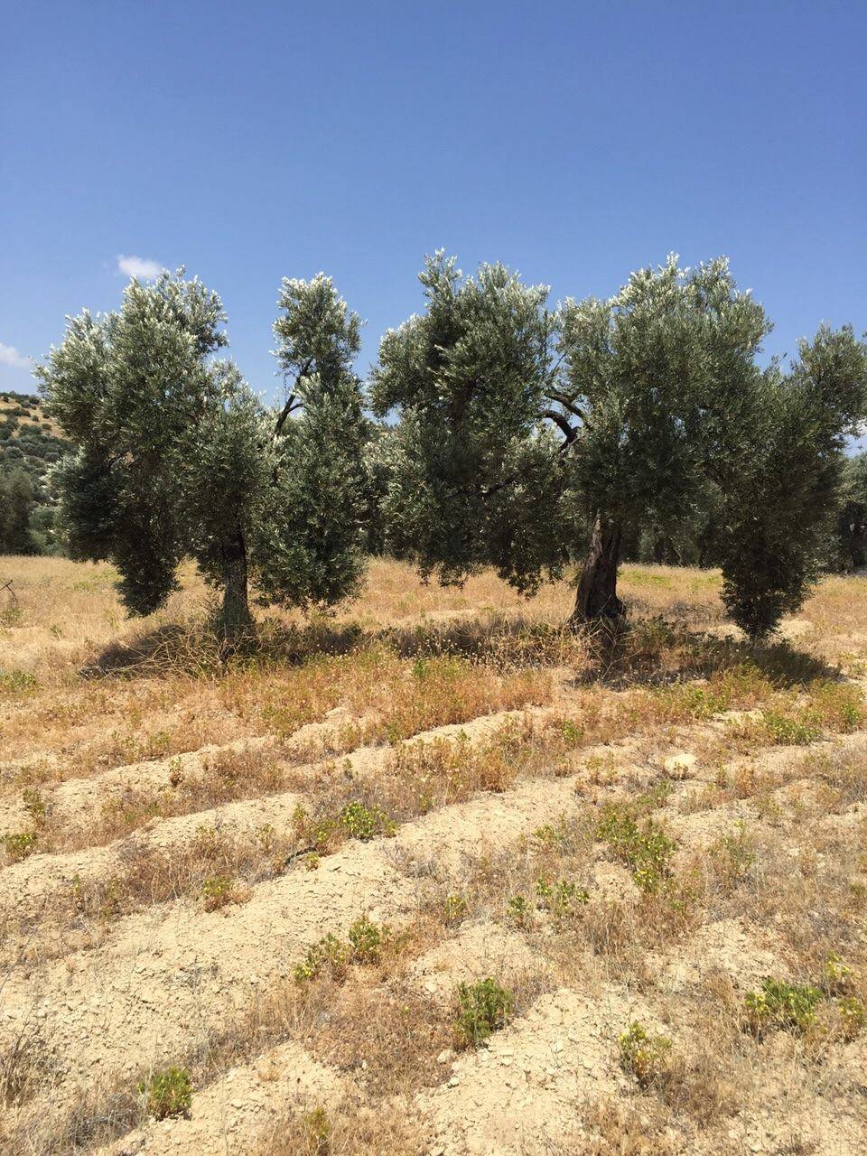 Silifke Gazi Köyü Resimleri 3