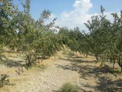 Akhisar Çıtak Köyü Resimleri 2