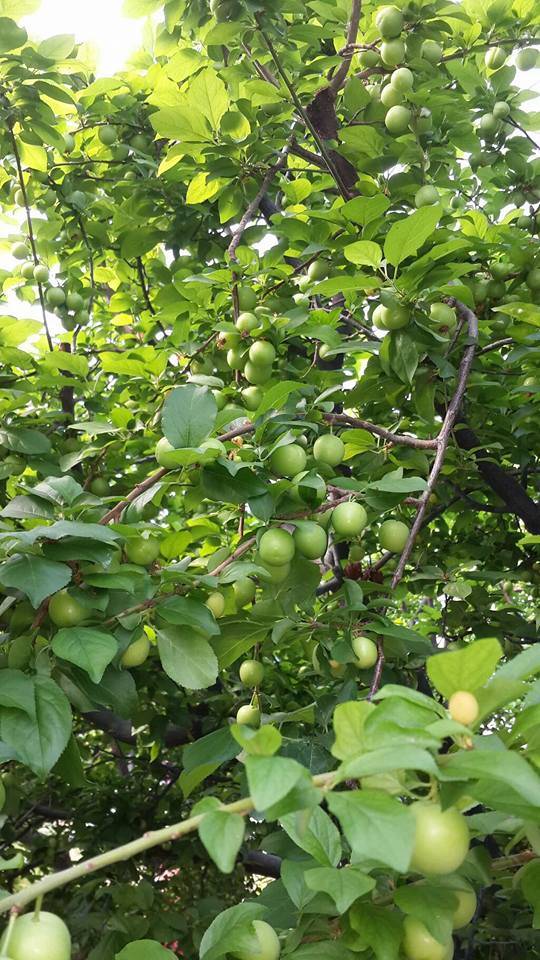 Silifke İmambekirli Köyü Resimleri 6