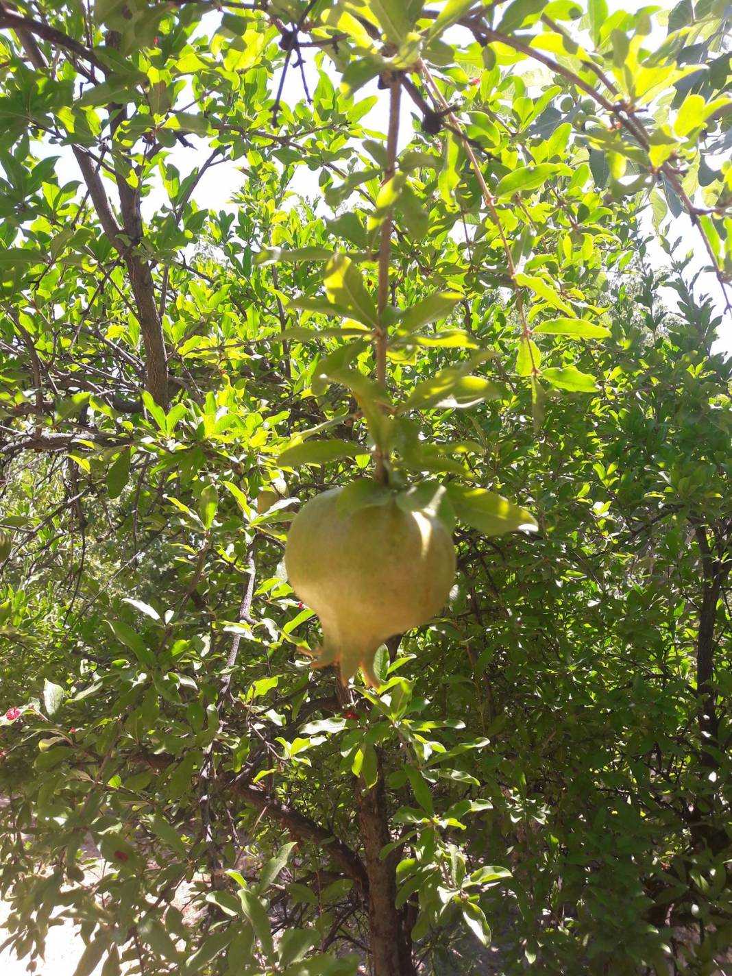 Silifke İmambekirli Köyü Resimleri 8