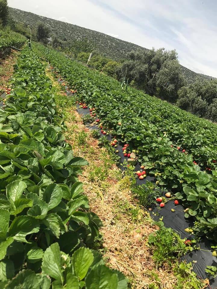 Silifke Karahacılı Köyü Resimleri 6