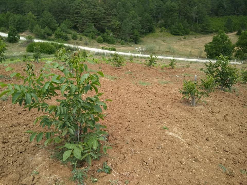 Gölpazarı Söğütcük Köyü Resimleri 2