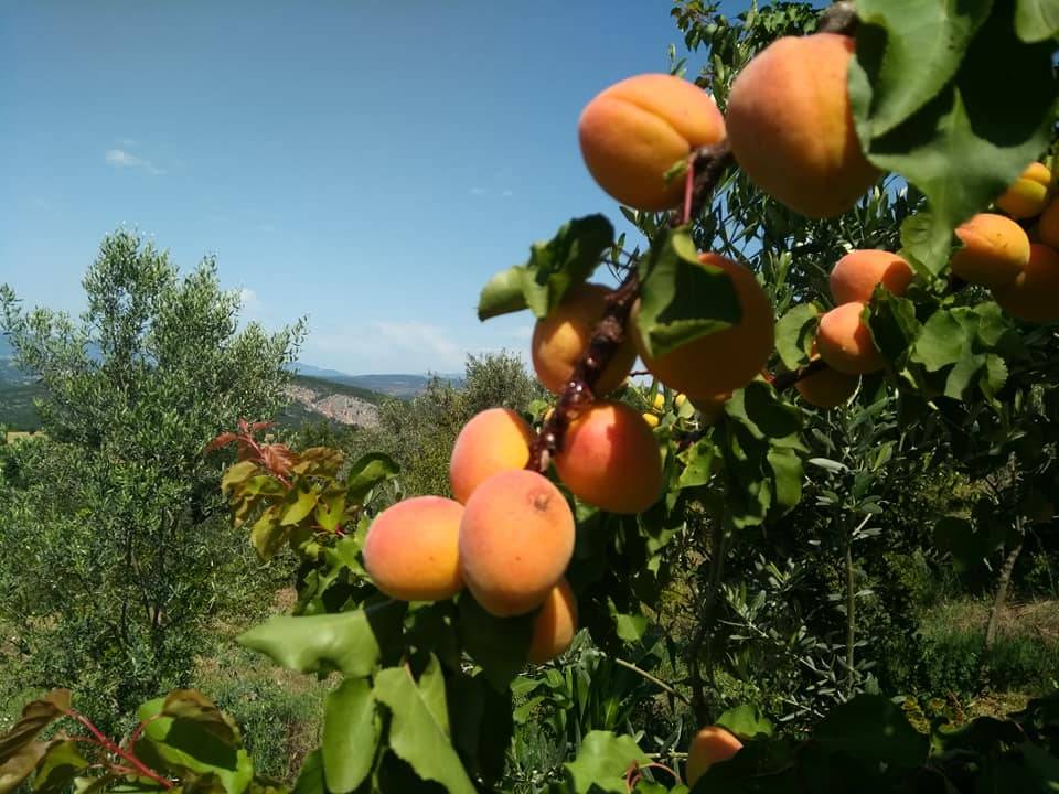 Gölpazarı Söğütcük Köyü Resimleri 3