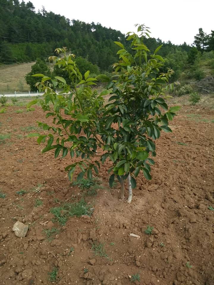 Gölpazarı Söğütcük Köyü Resimleri 9