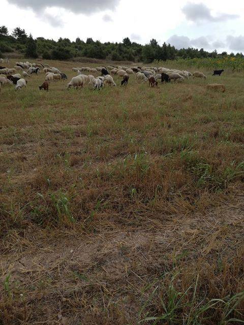 Gölpazarı Türkmen Köyü Resimleri 1