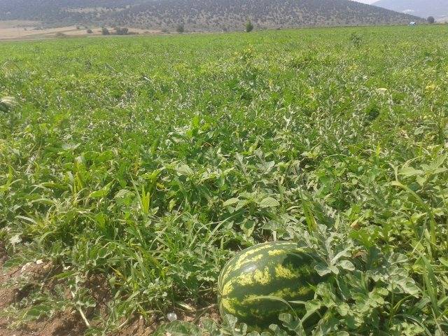 Gölpazarı Üyük Köyü Resimleri 4