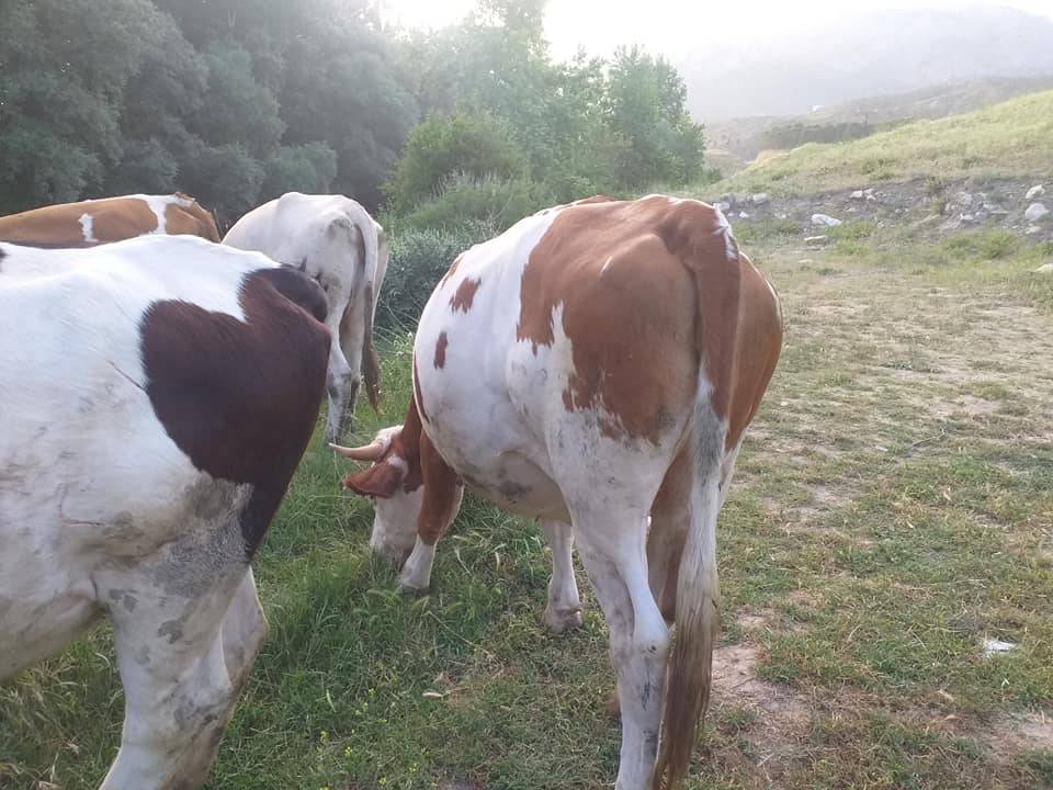 İnhisar Koyunlu Köyü Resimleri 8