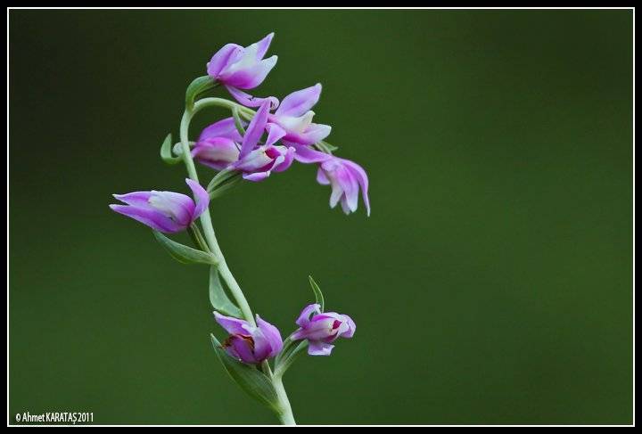 Silifke Kıca Köyü Resimleri 2
