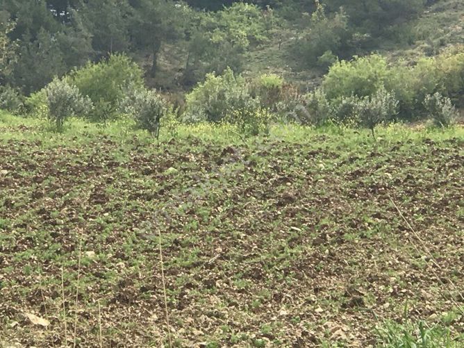 Akhisar Çoruk Köyü Resimleri 7