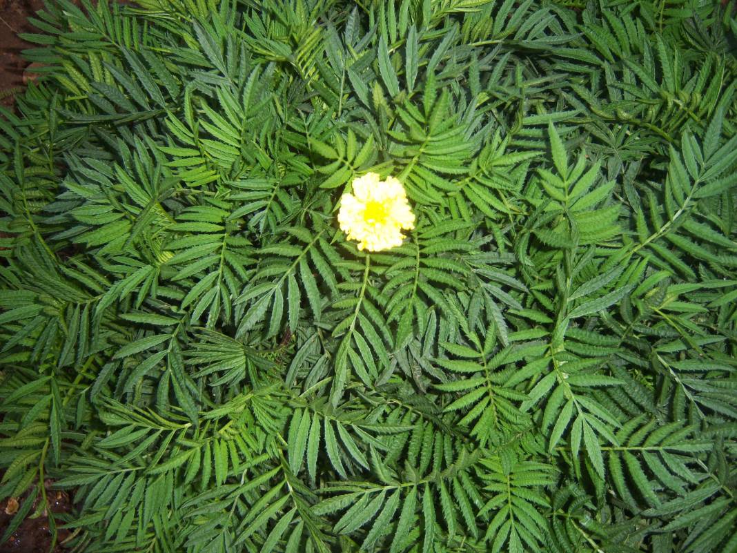 Silifke Pazarkaşı  Köyü Resimleri 1