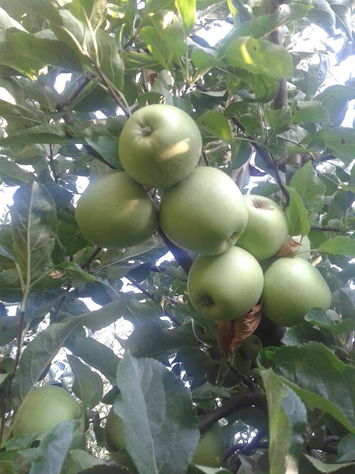 Silifke Seyranlık Köyü Resimleri 2