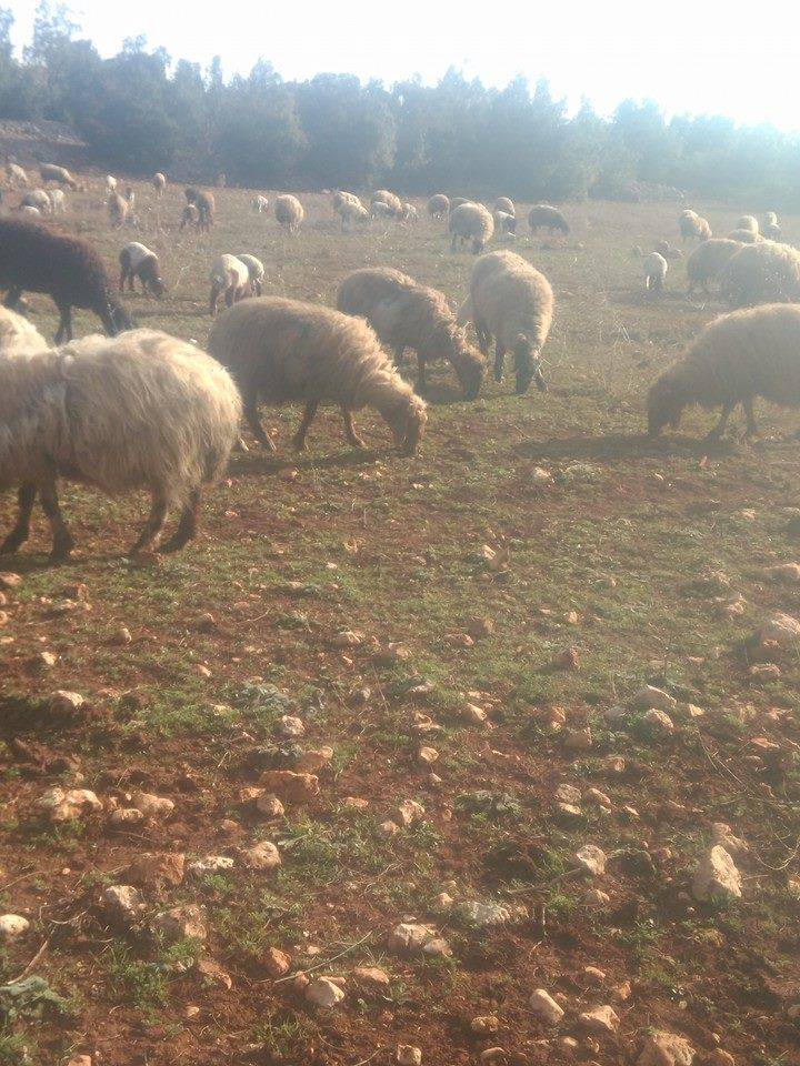 Silifke Şahmurlu Köyü Resimleri 16